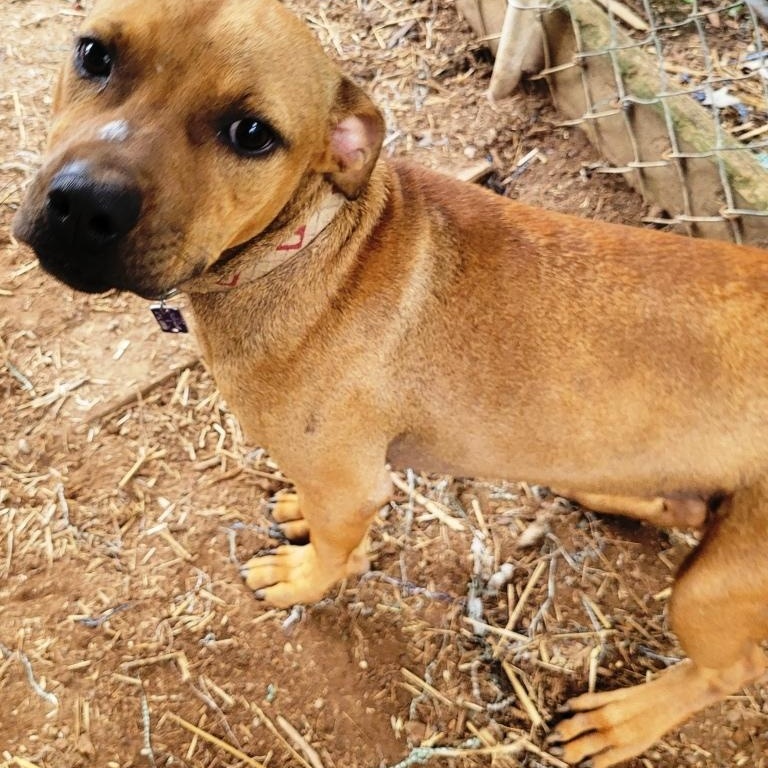 Shorty, sweet 9 mths old puppy,  a true pocket pittie !!