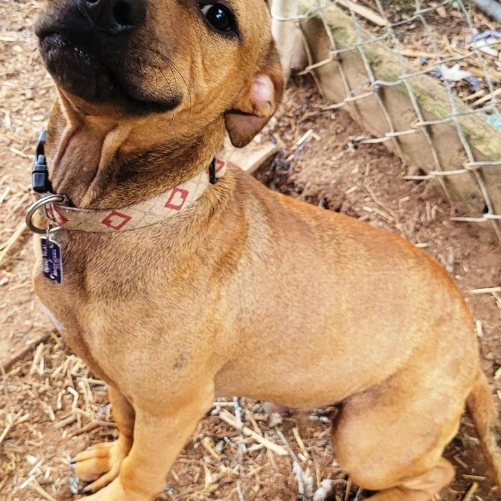 Shorty, sweet 9 mths old puppy,  a true pocket pittie !!