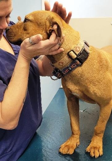 Shorty, sweet 9 mths old puppy,  a true pocket pittie !!