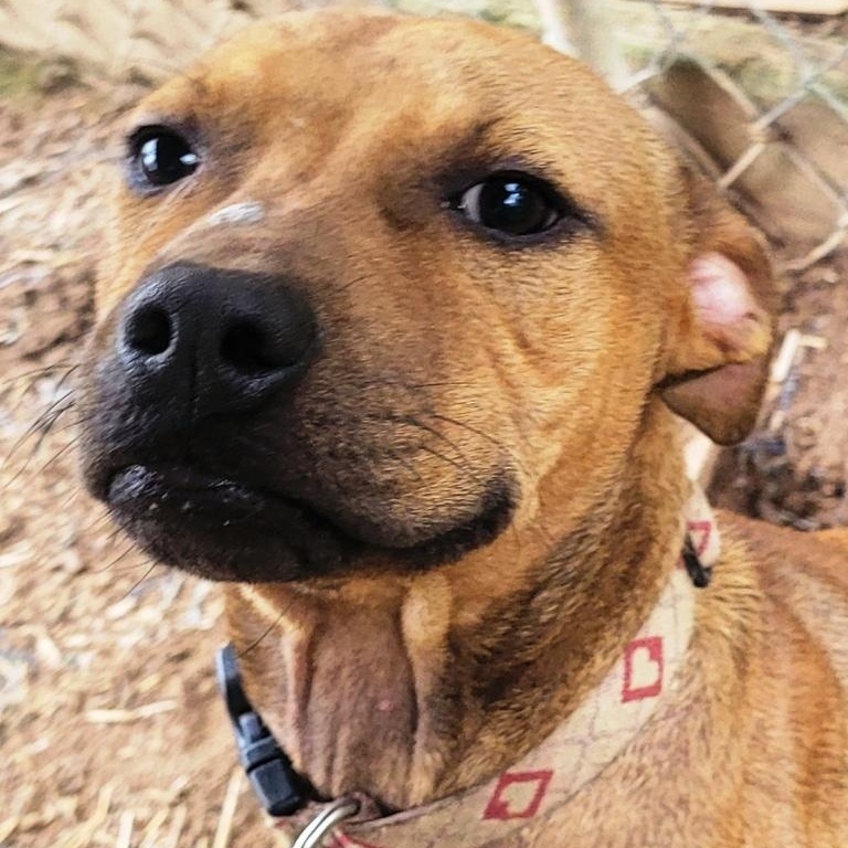 Shorty, sweet 9 mths old puppy,  a true pocket pittie !!