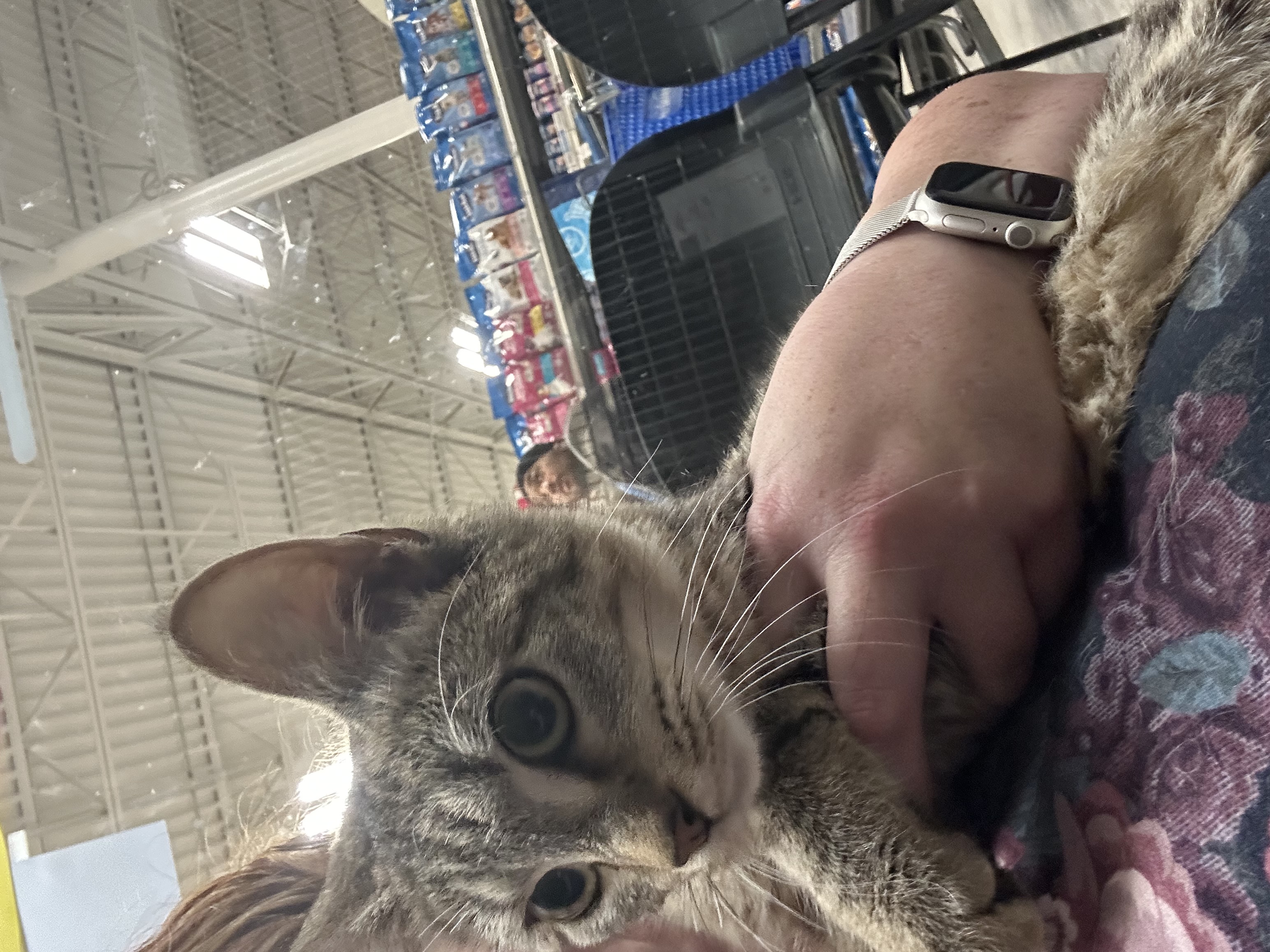 Jane, Adoptable, Young Female Domestic Short Hair.