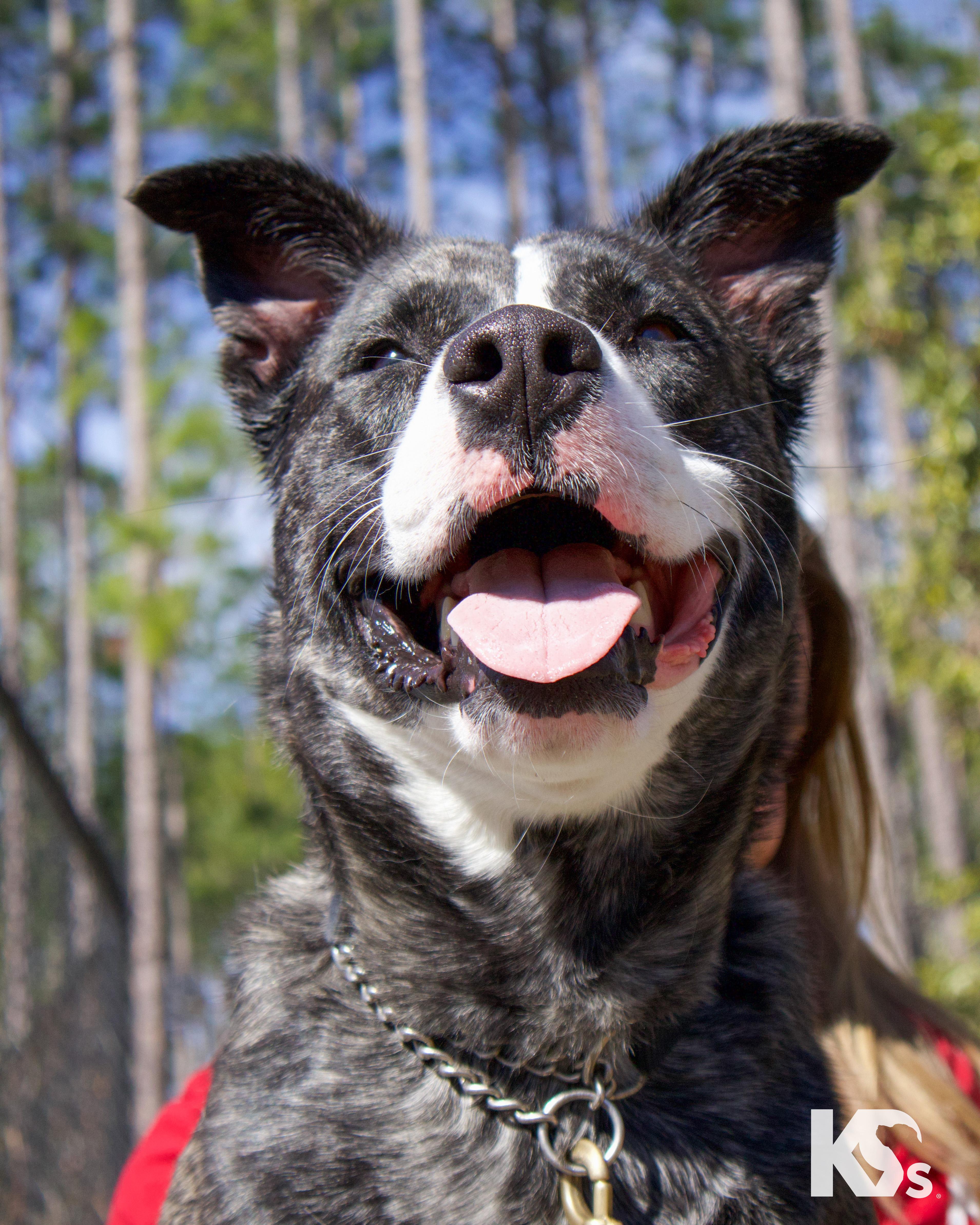 Denali, a Adoptable mixed breed in Ponte Vedra, FL image 5/6