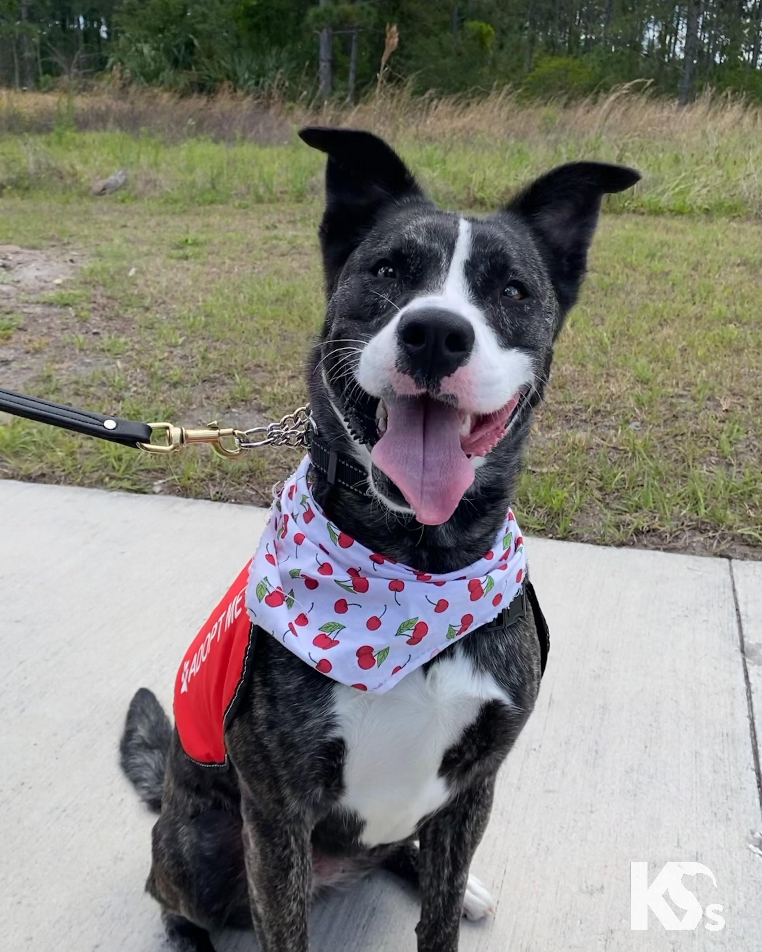 Denali, Adoptable, Young Female Australian Cattle Dog / Blue Heeler & Husky.