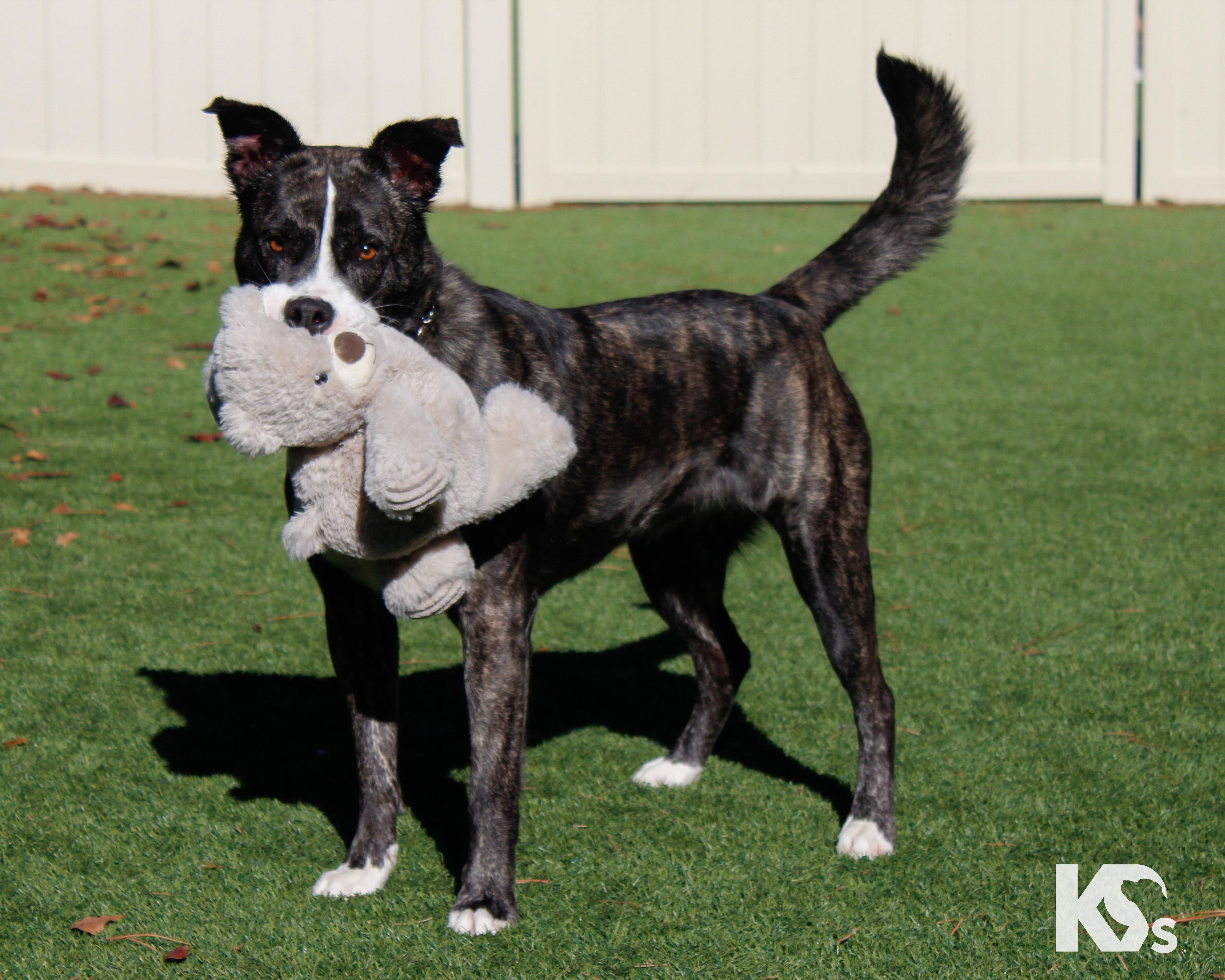 Denali, a Adoptable mixed breed in Ponte Vedra, FL image 4/6