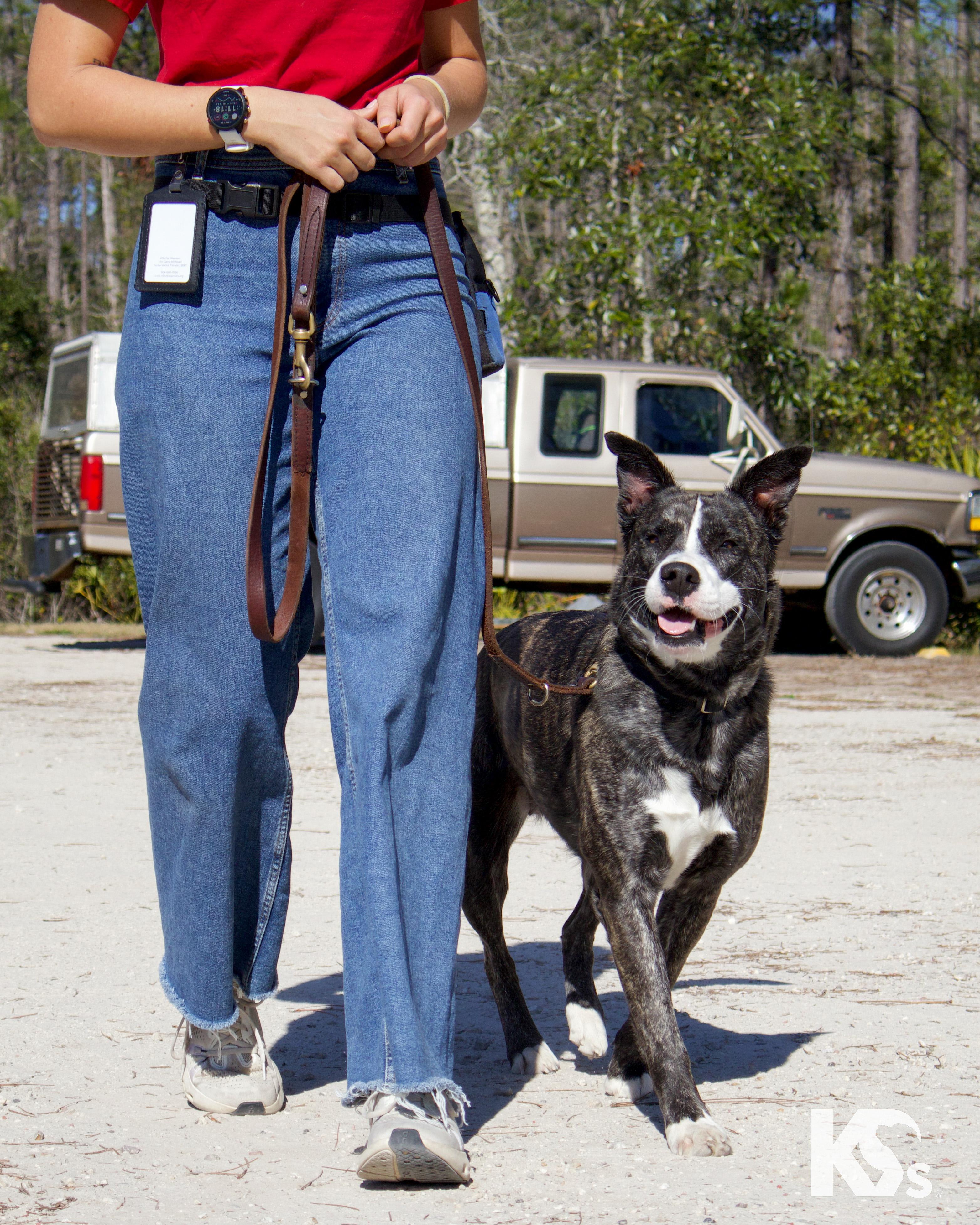 Denali, a Adoptable mixed breed in Ponte Vedra, FL image 6/6
