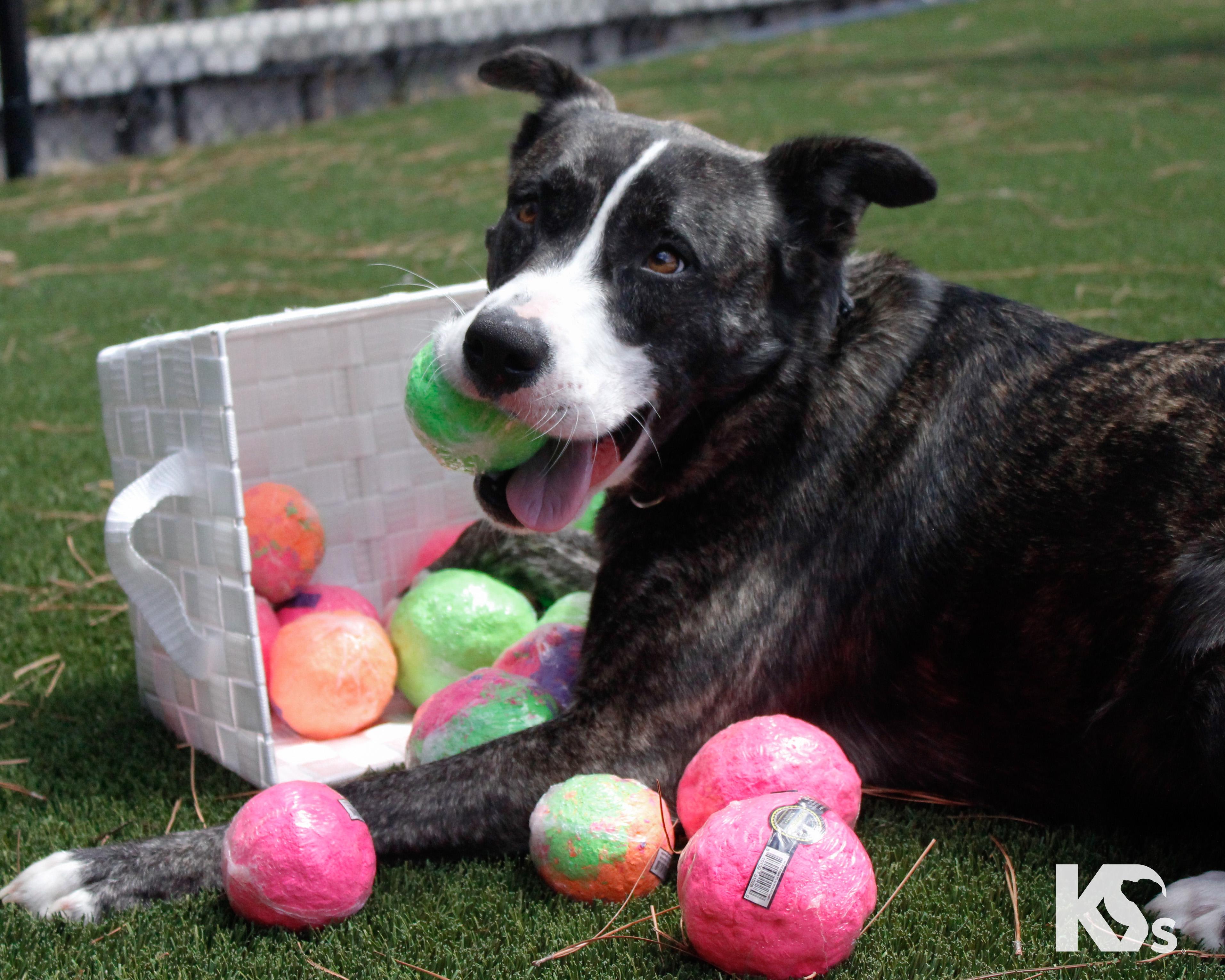 Denali, a Adoptable mixed breed in Ponte Vedra, FL image 2/6