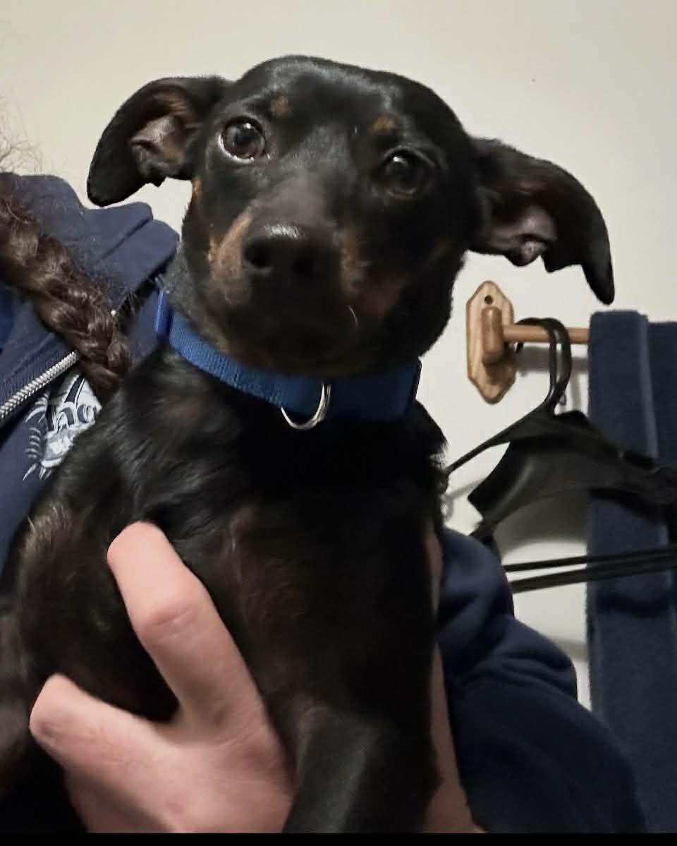Enlarge Chipper, a Adoptable Miniature Pinscher in Panama City, FL image 1/1