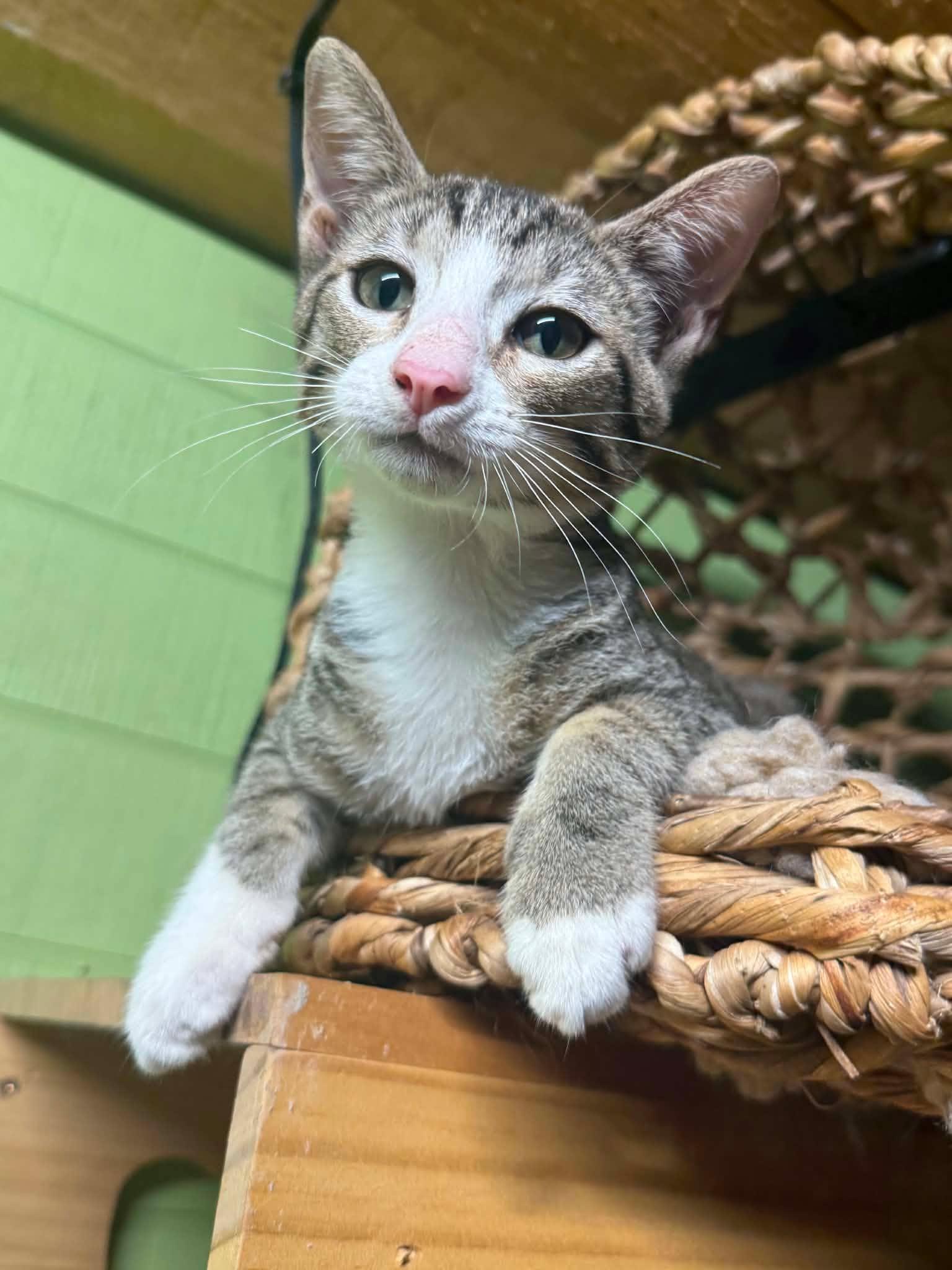 Enlarge Rainy - sweet kitty, a Adoptable mixed breed in Seabrook, NH image 5/6