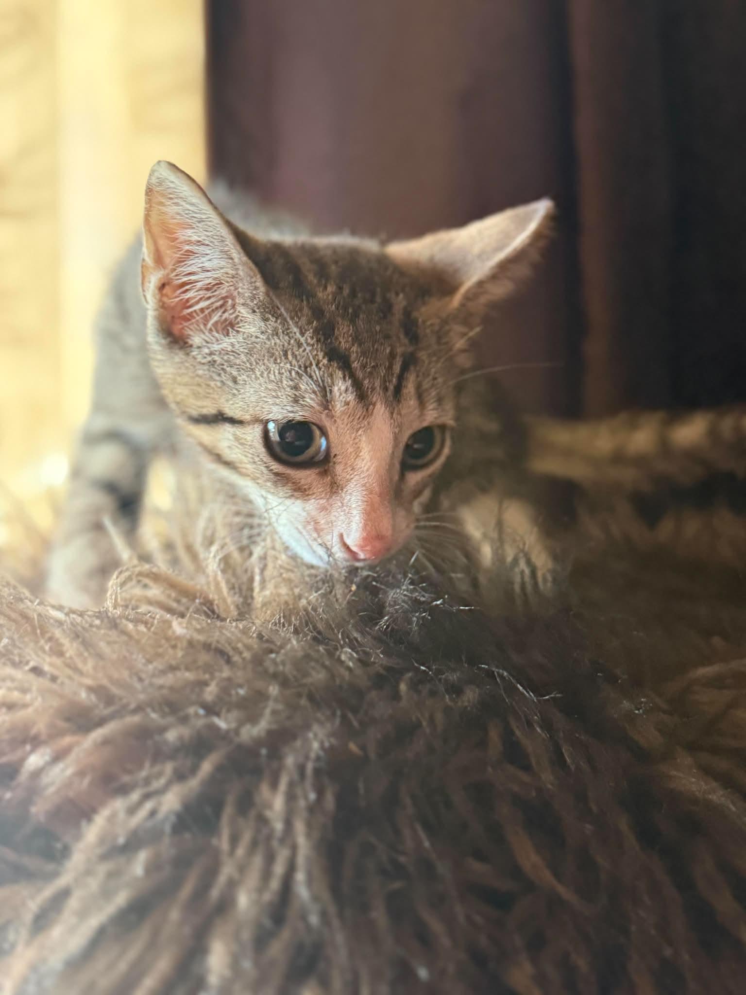 Enlarge Rainy - sweet kitty, a Adoptable mixed breed in Seabrook, NH image 3/6