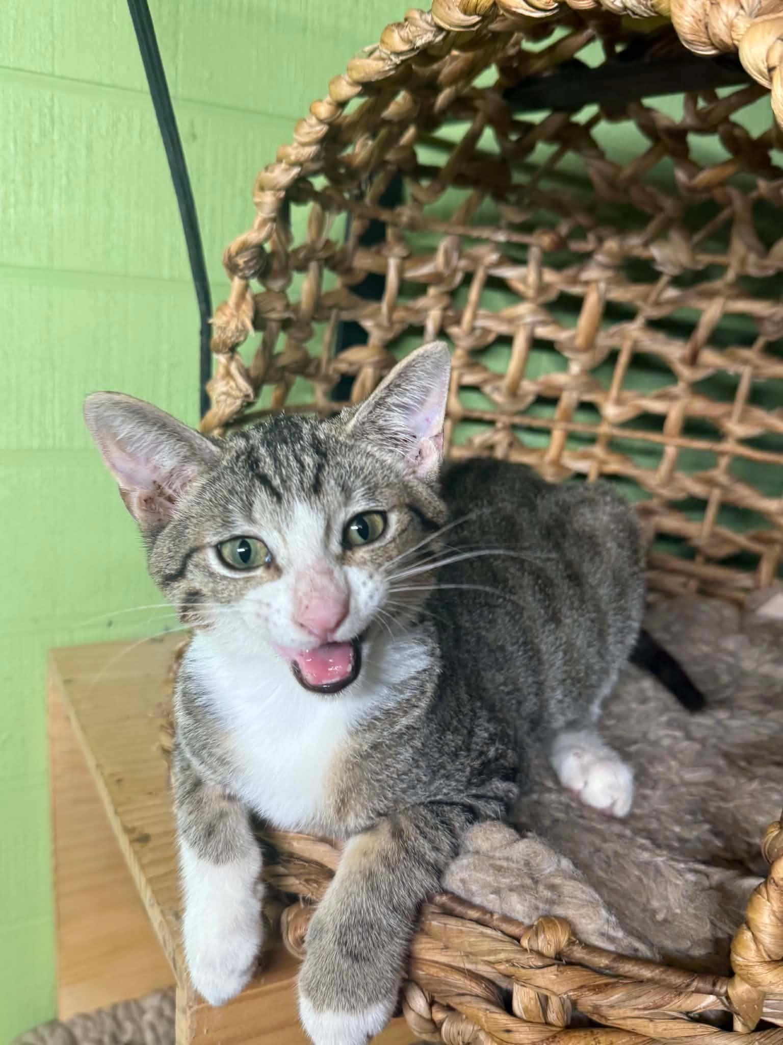 Enlarge Rainy - sweet kitty, a Adoptable mixed breed in Seabrook, NH image 1/6