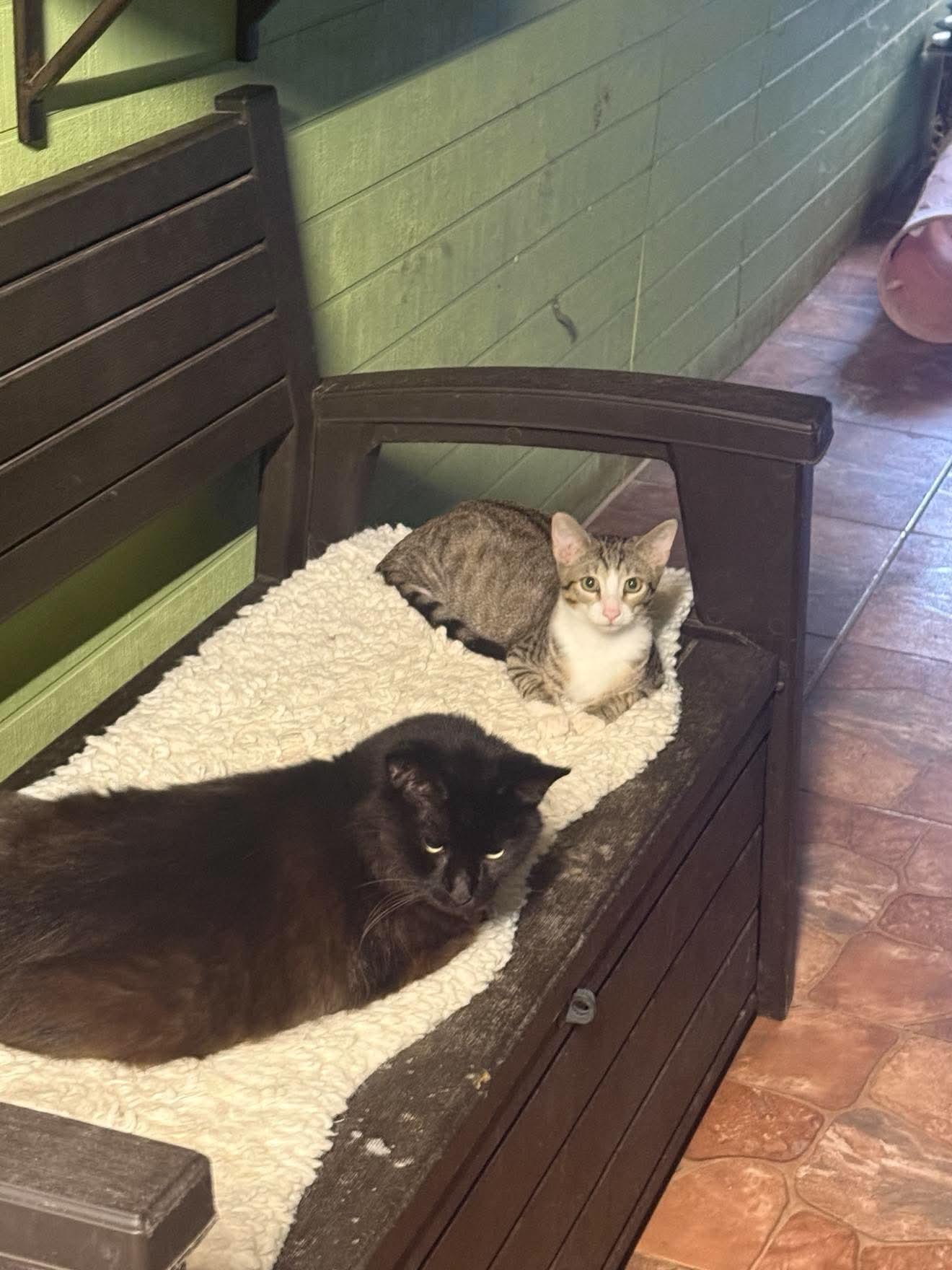 Enlarge Rainy - sweet kitty, a Adoptable mixed breed in Seabrook, NH image 2/6
