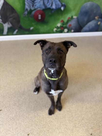 Bruce, Adoptable, Adult Male Mixed Breed & Mixed Breed.