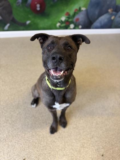 Bruce, Adoptable, Adult Male Mixed Breed & Mixed Breed.