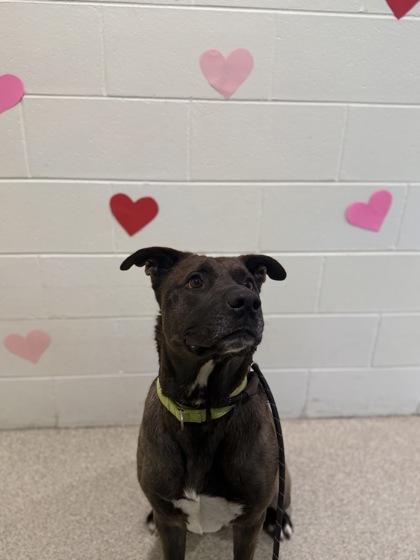 Enlarge Bruce, a Adoptable mixed breed in Harbor Springs, MI image 2/3