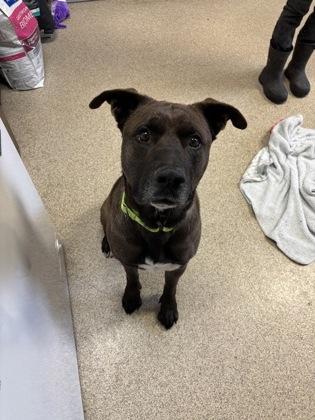 Bruce, Adoptable, Adult Male Mixed Breed & Mixed Breed.