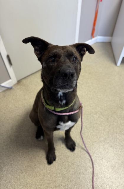 Enlarge Bruce, a Adoptable mixed breed in Harbor Springs, MI image 3/4