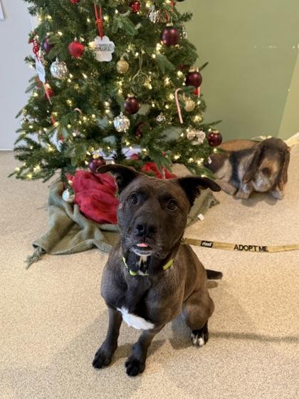 Enlarge Bruce, a Adoptable mixed breed in Harbor Springs, MI image 2/2