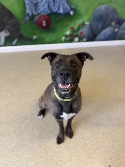 Enlarge Bruce, a Adoptable mixed breed in Harbor Springs, MI image 3/3