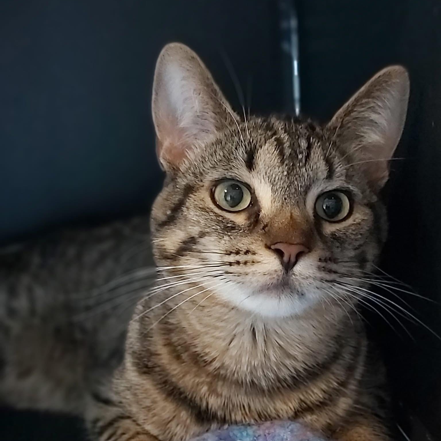 Enlarge MARNER, an adoptable Tabby in Delhi, ON image 3/5