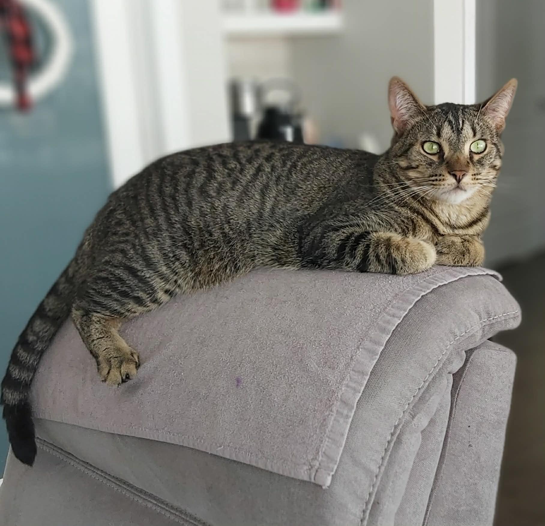 Enlarge MARNER, an adoptable Tabby in Delhi, ON image 5/5