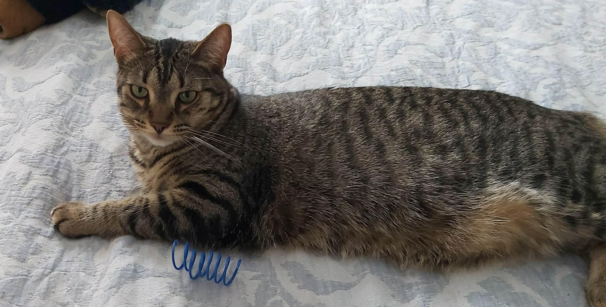 Enlarge MARNER, an adoptable Tabby in Delhi, ON image 4/5