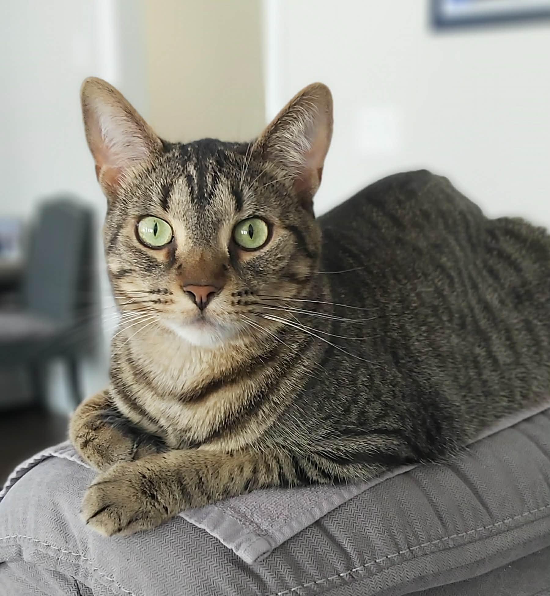 MARNER, adoptable, Young Male Tabby.