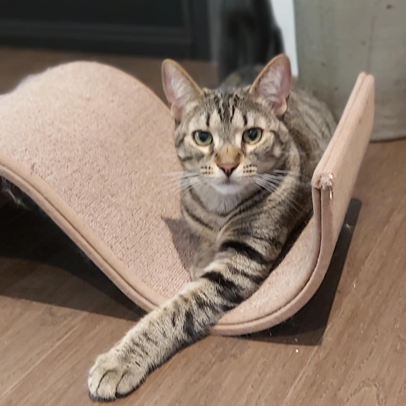 Enlarge MARNER, an adoptable Tabby in Delhi, ON image 2/5