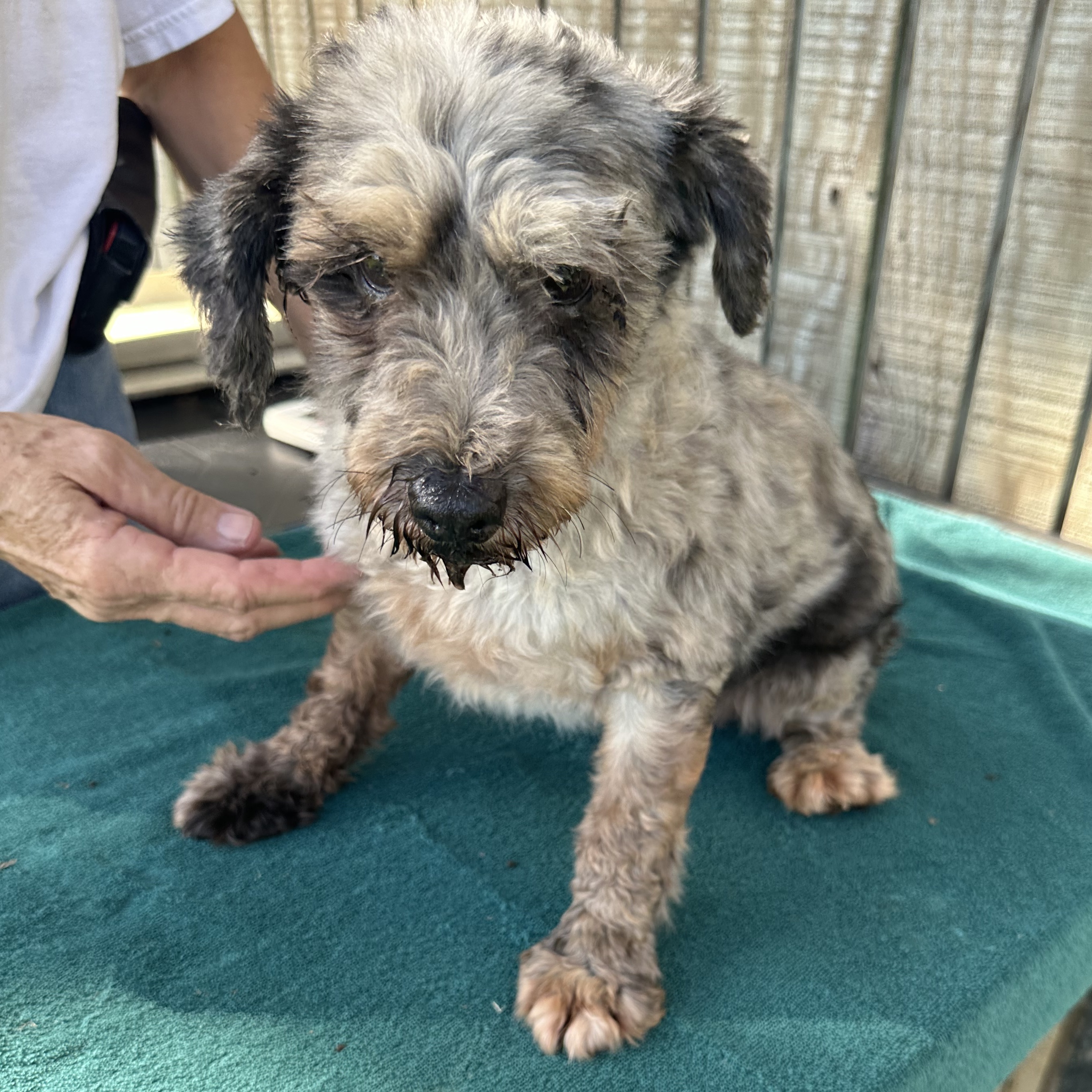 Dog for adoption Oakley, a Miniature Schnauzer in Kalamazoo, MI