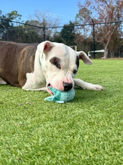 Rex - 2, Adoptable, Adult Male Pit Bull Terrier & Mixed Breed.