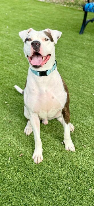 Rex - 2, a Adoptable mixed breed in Daytona Beach, FL image 2/3