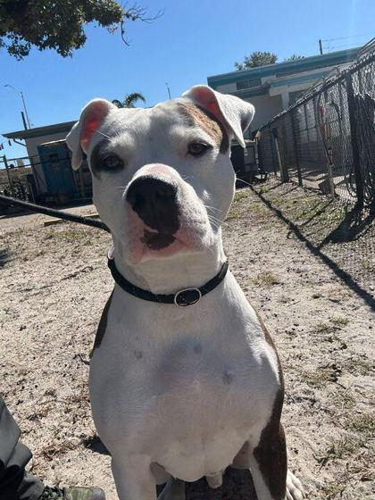 Rex - 2, a Adoptable mixed breed in Daytona Beach, FL image 3/3