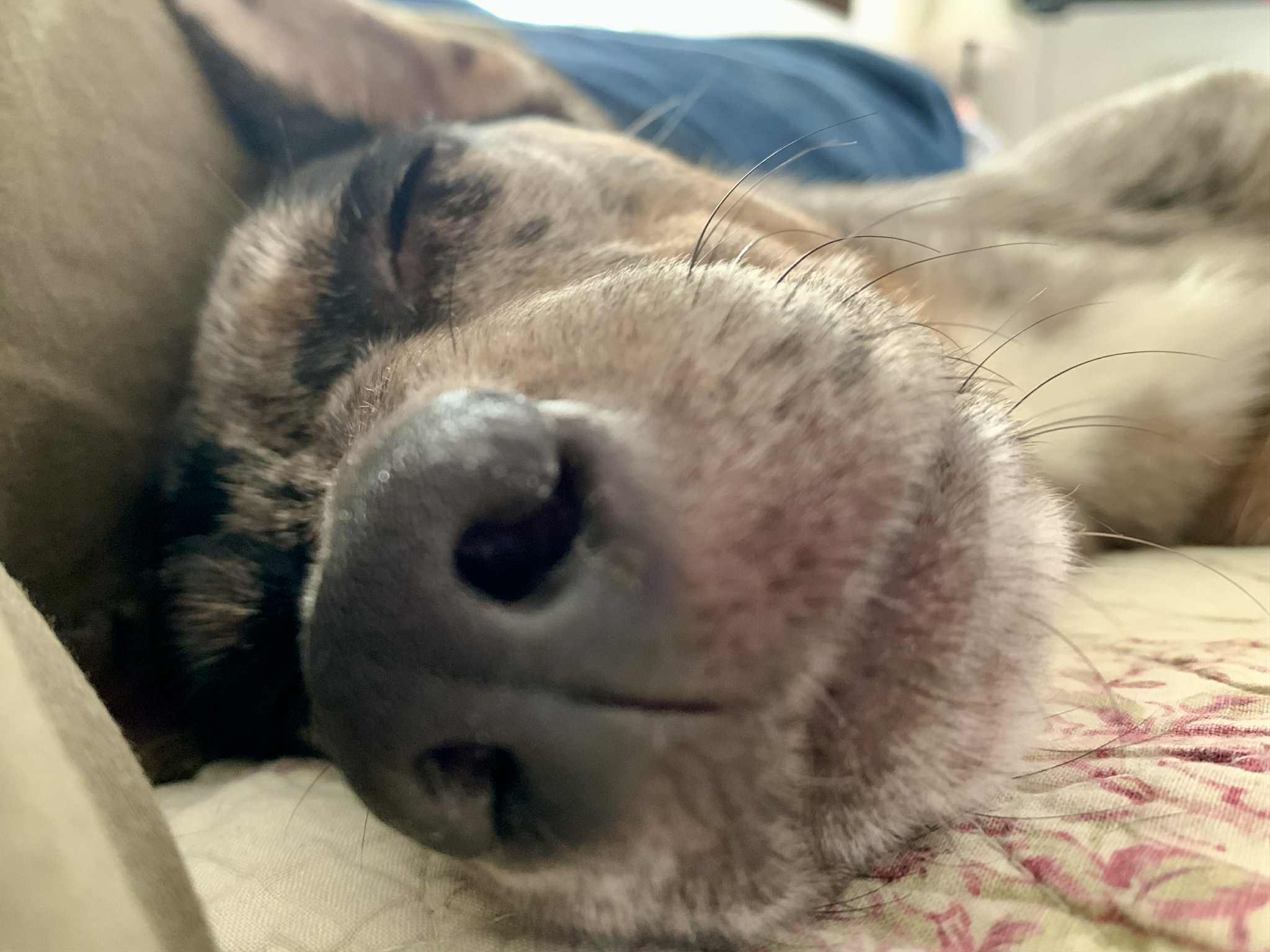 Attitash - NH, an adoptable mixed breed in Tilton, NH image 5/6