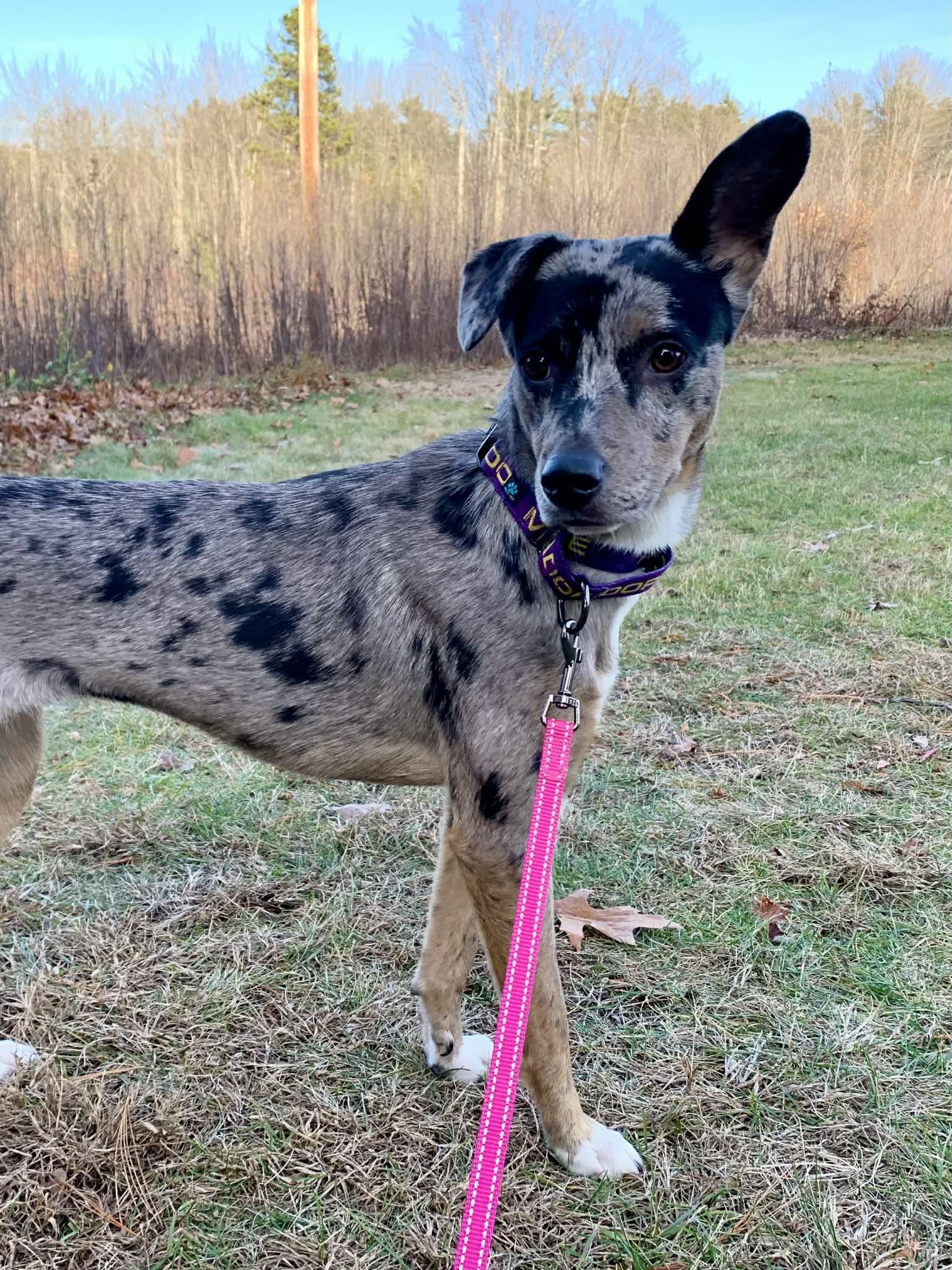 Attitash - NH, adoptable, Young Female Catahoula Leopard Dog.