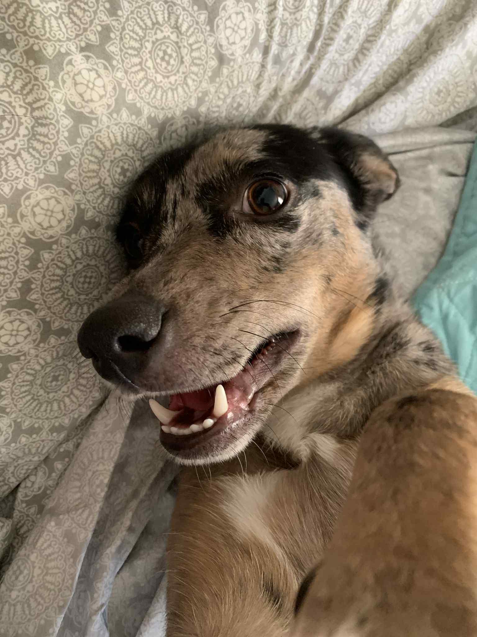 Attitash - NH, an adoptable mixed breed in Tilton, NH image 2/6