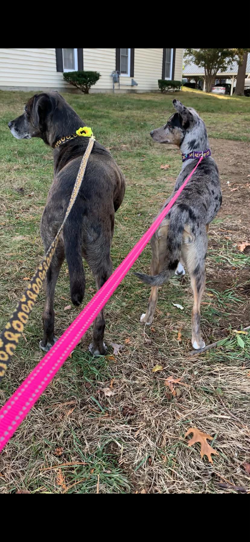 Attitash - NH, an adoptable mixed breed in Tilton, NH image 6/6