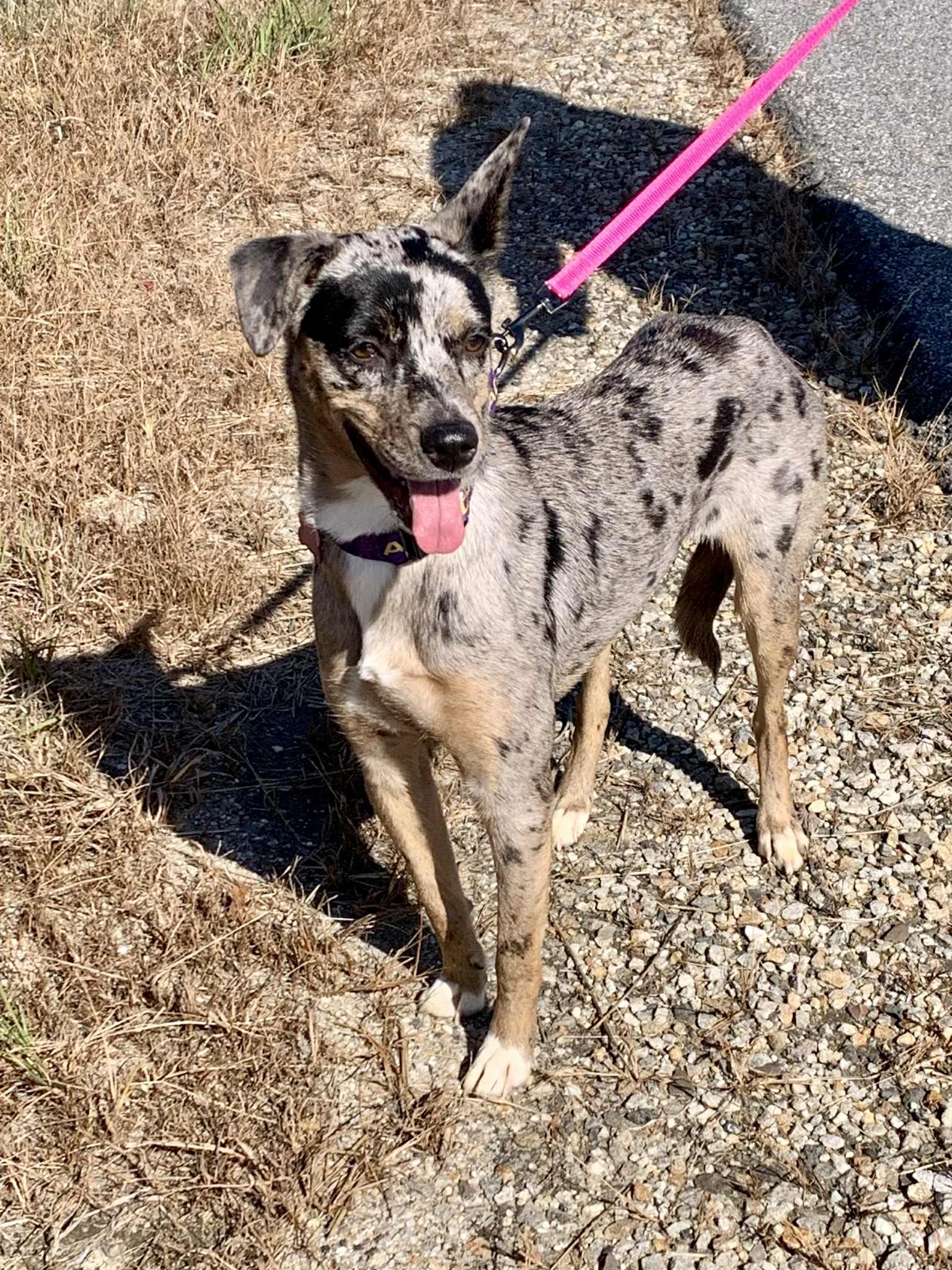 Attitash - NH, an adoptable mixed breed in Tilton, NH image 3/6