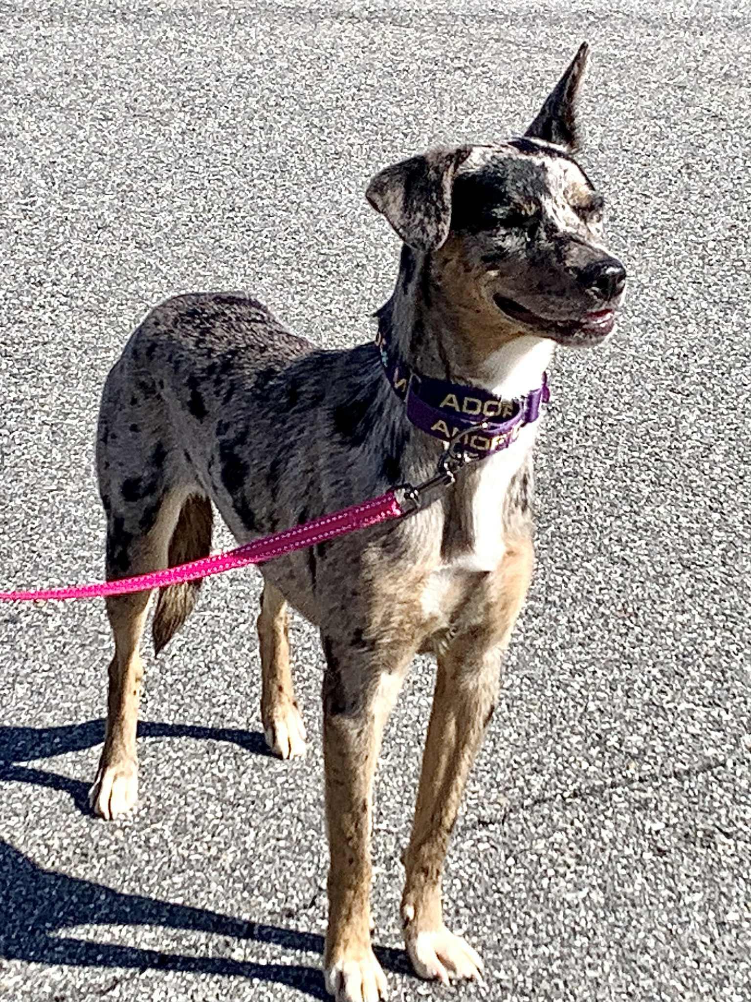 Attitash - NH, an adoptable mixed breed in Tilton, NH image 4/6