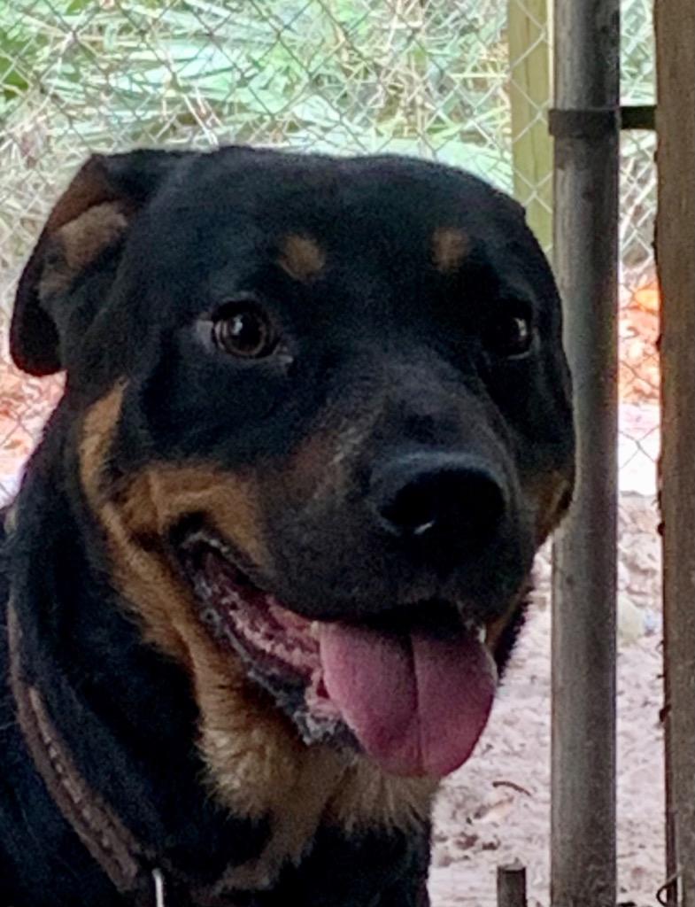 Camille, Adoptable, Adult Female Mixed Breed.