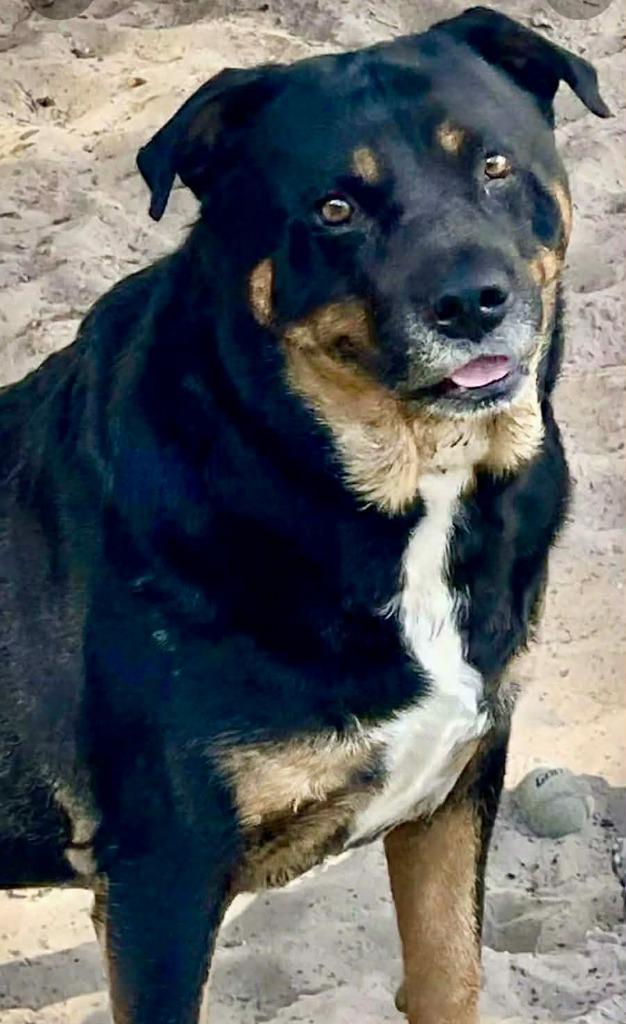 Enlarge Camille, a Adoptable Mixed Breed in St. Augustine, FL image 2/2