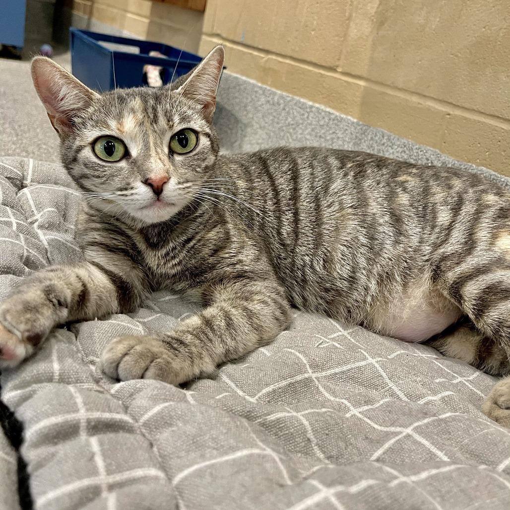 Tiny, Adoptable, Young Female Domestic Short Hair.