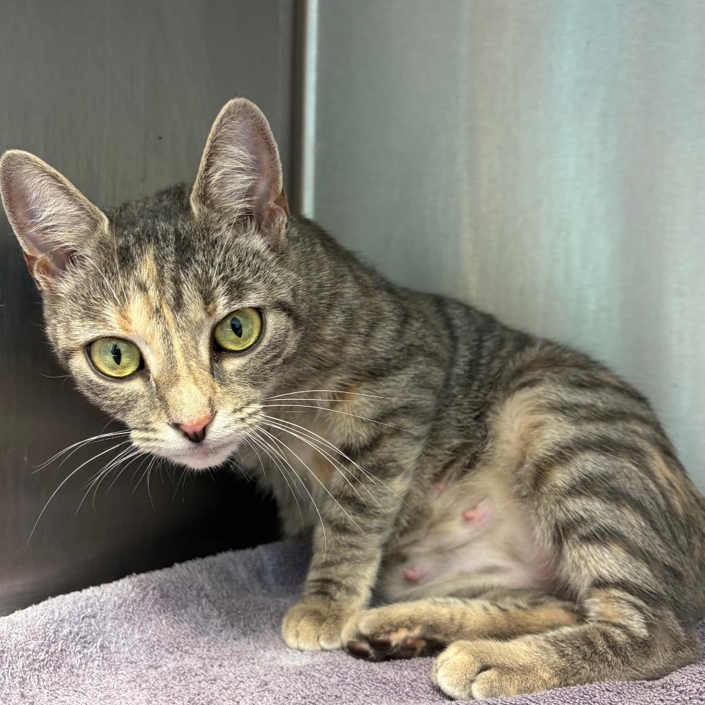 Enlarge Tiny, a Adoptable Domestic Short Hair in Englewood, FL image 4/5