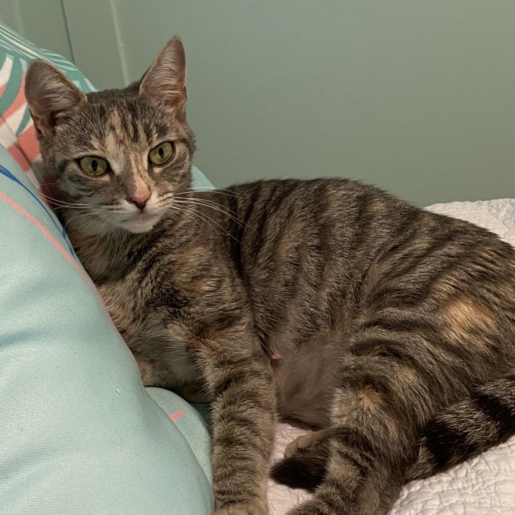 Enlarge Tiny, a Adoptable Domestic Short Hair in Englewood, FL image 5/5