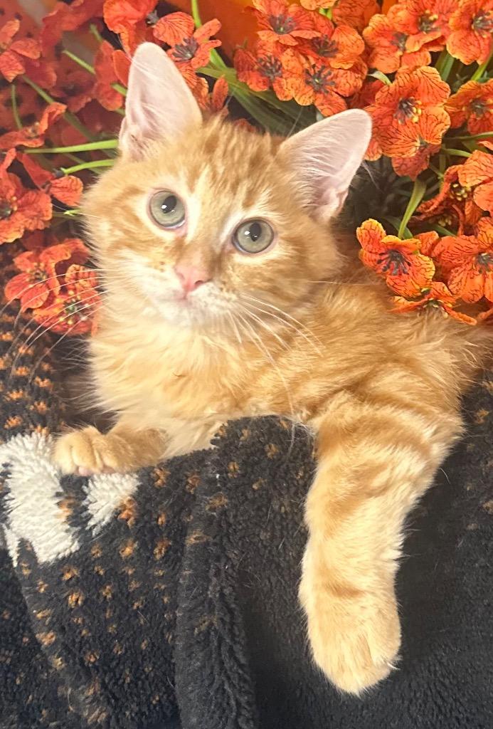 6/22/26 Bobby, Adoptable, Kitten Male Domestic Short Hair.