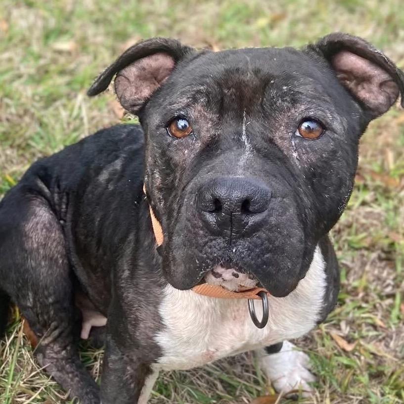 Enlarge Marie, a Adoptable mixed breed in Sarasota, FL image 1/6