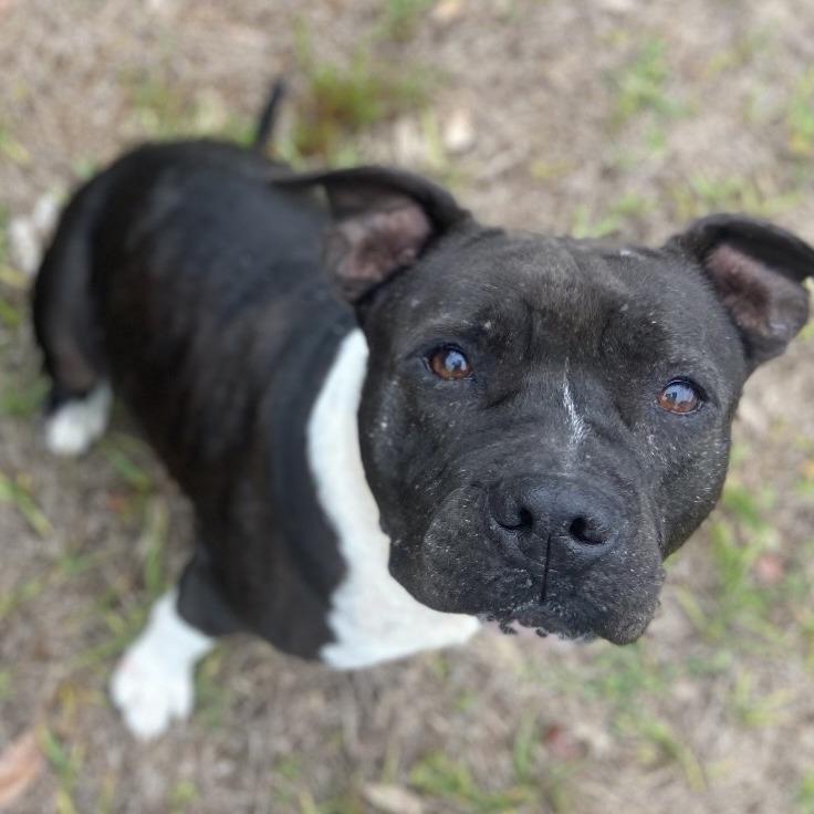 Enlarge Marie, a Adoptable mixed breed in Sarasota, FL image 2/6