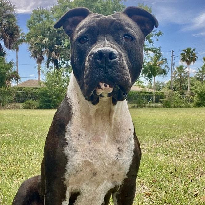 Enlarge Marie, a Adoptable mixed breed in Sarasota, FL image 3/6