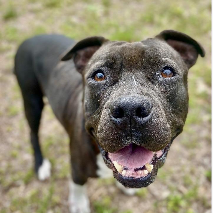 Enlarge Marie, a Adoptable mixed breed in Sarasota, FL image 4/6