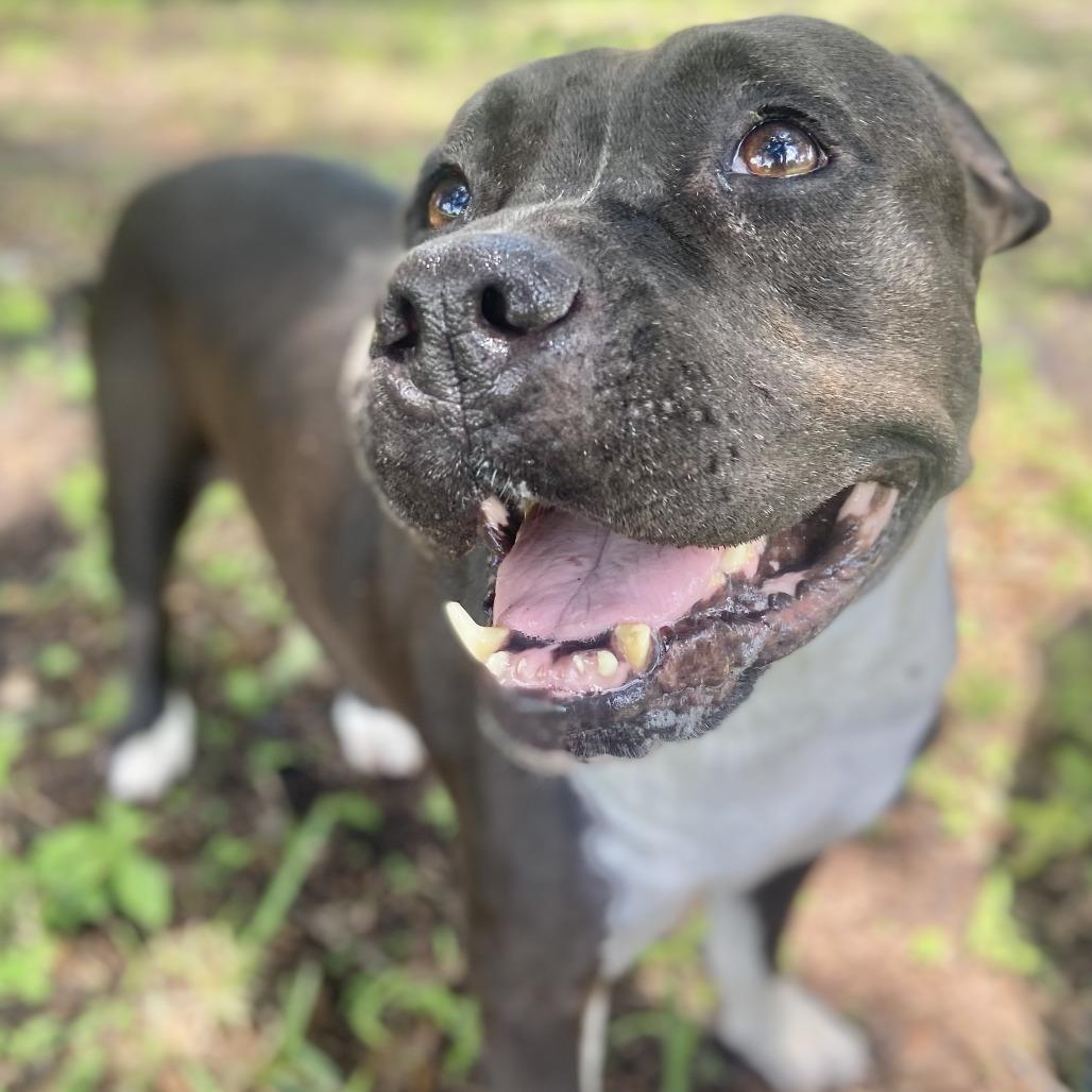 Enlarge Marie, a Adoptable mixed breed in Sarasota, FL image 5/6