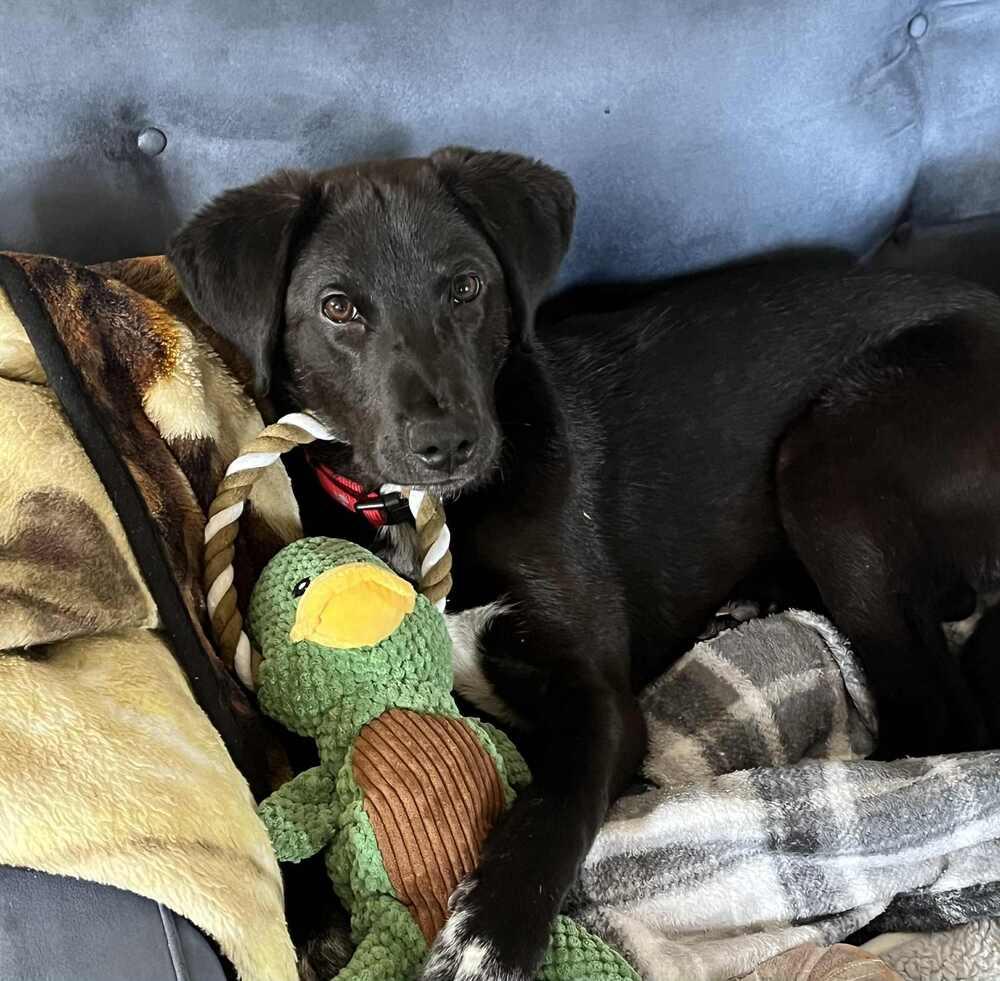 Lorenzo, Adoptable, Puppy Male Labrador Retriever & Hound.