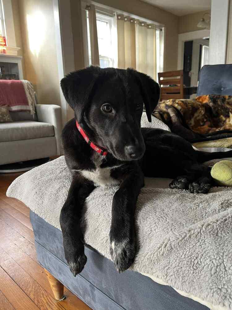 Enlarge Lorenzo, a Adoptable mixed breed in Wolcott, CT image 2/6